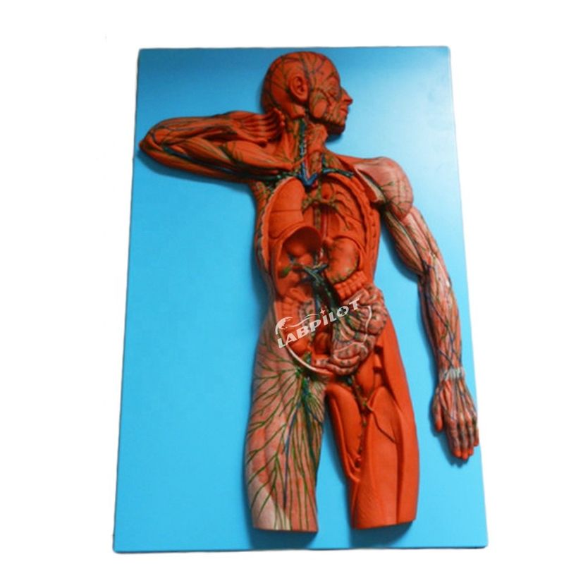 Human Immune System Anatomical Teaching Model 3D Simulator for Lymphatic System Organ