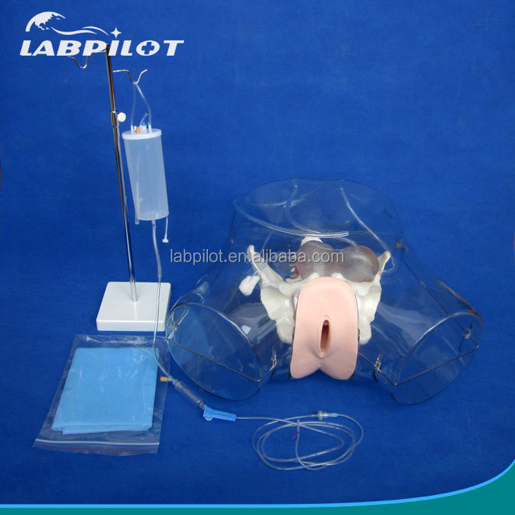 Manikin Transparent Dilatation and Curettage of Uterine Manikin for Abortion Training