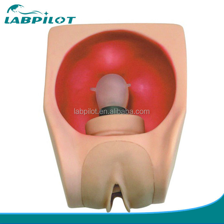 Human Life Size Medical Science Training Model for Advanced Female Contraception Practice