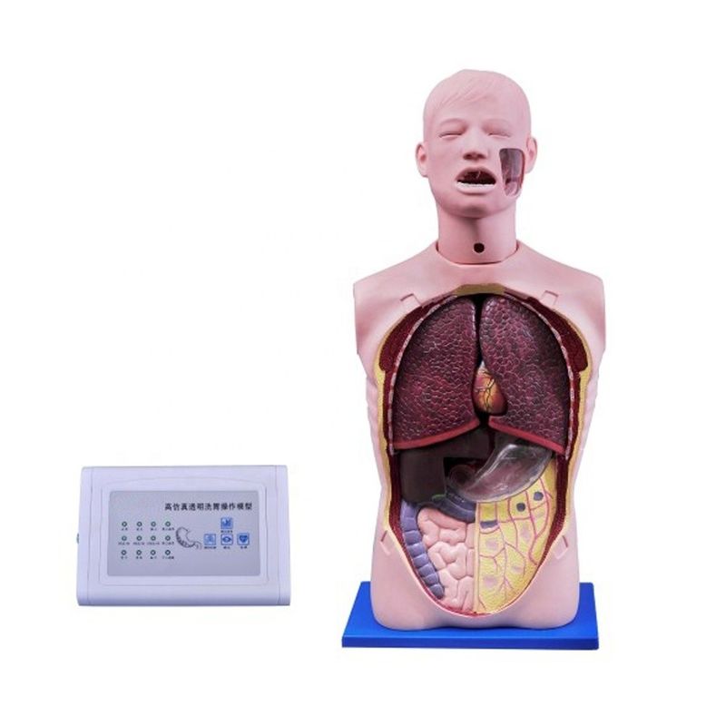 Human Life Size Multi-functional Nursing Manikin for Suction and Tracheotomy Training