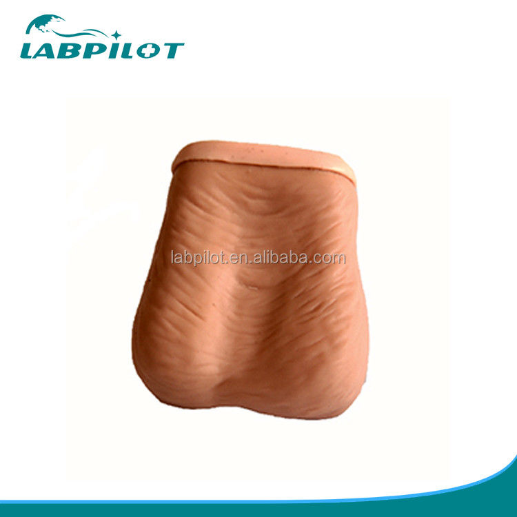 Realistic Testicular Examination Simulator featuring Human Life Size and Advanced PVC