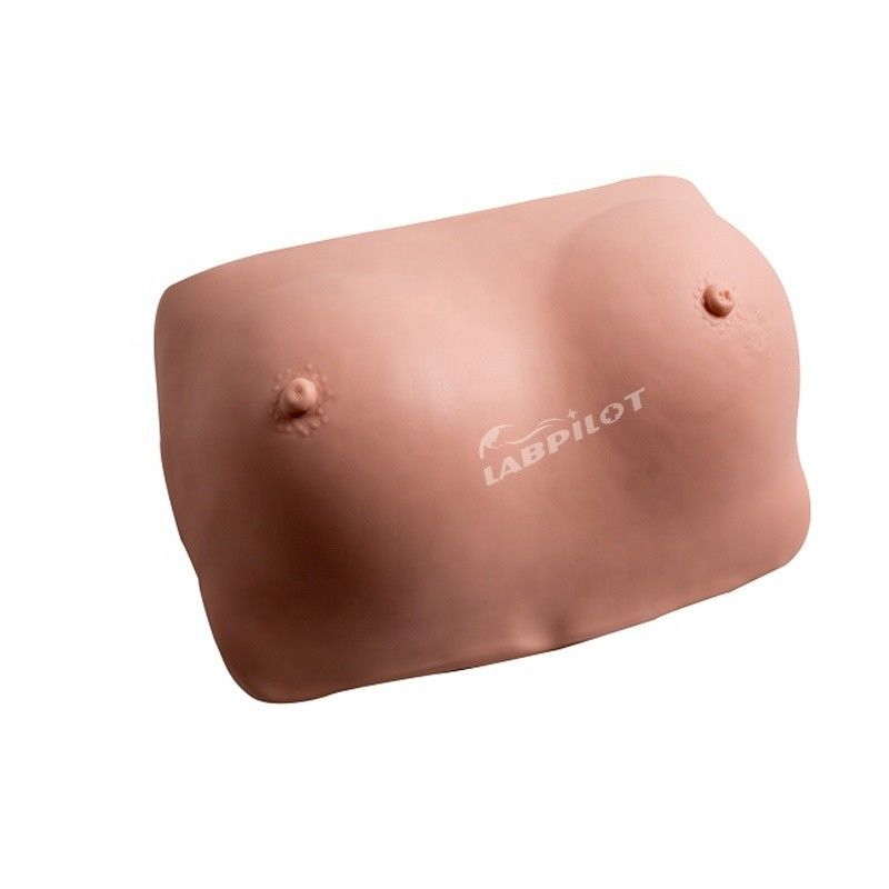 Function Human Life Size Breast Examination Practice Simulator for Tumor Detection