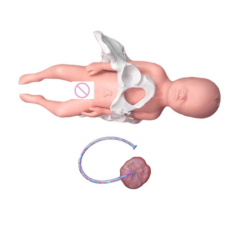 Medical Teaching Manikin Model Subject Medical Science with Umbilical Cord and Placenta
