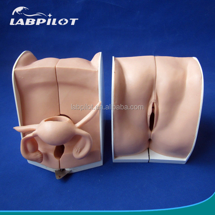 Family Planning Contraception Guidance Model Human Life Size IUD Placement and Remova