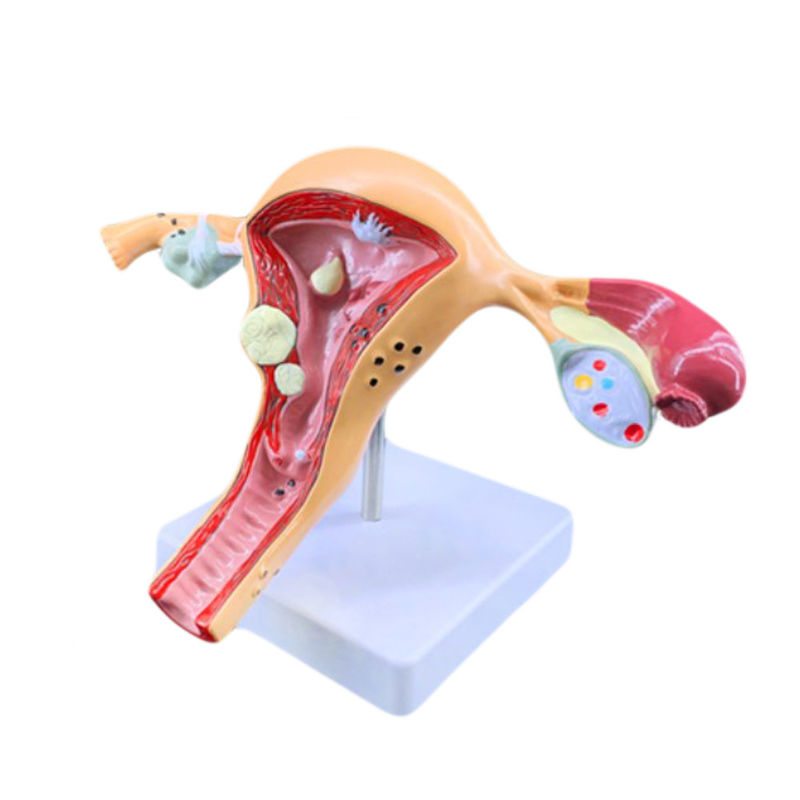Female Internal and External Genital Organs Model Medical Science for Human Life Size